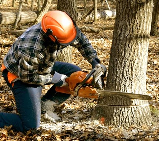 Tree Removal in Ingram, TX